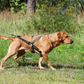 Multisport Zuggeschirr (Normalversion und Langversion) - VIP Dogwear