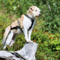 Multisport Zuggeschirr (Normalversion und Langversion) - VIP Dogwear