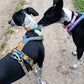 Rachel Pohl Edition Setangebote - Nonstop Dogwear