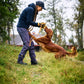 Trail Pants Robuste Baumwollhose (Damen/Herren) - Nonstop Dogwear