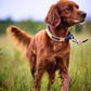 Collier protecteur - Nonstop Dogwear