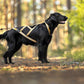 R-Back Zuggeschirr - VIP Dogwear