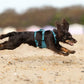 Ramble Harness Long - Nonstop Dogwear