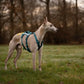 Ramble Harness Long - Nonstop Dogwear