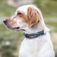 roam collar khaki 2
