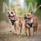 Rush Harness - Nonstop Dogwear