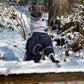 Ninja Fluffy (Softshell Overall) - DG Doggear 