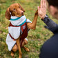 Trekking Fleece Dog Jacket - Nonstop Dogwear