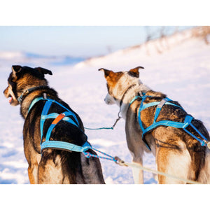 Freemotion 5.0 (standard + special colors) - Nonstop Dogwear
