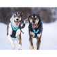 R-Back Zuggeschirr - VIP Dogwear