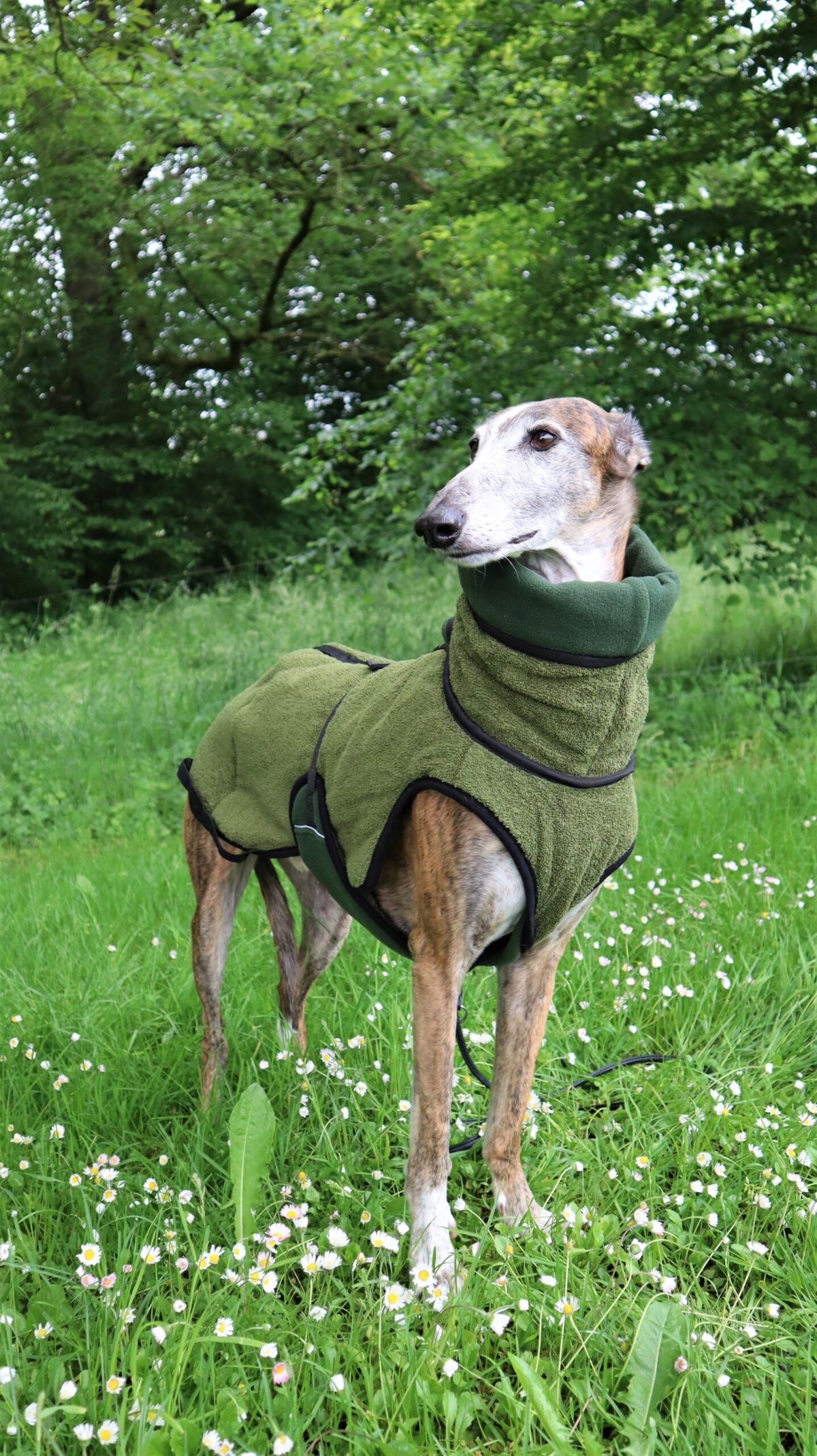 windhund pro 2
