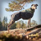Glacier Wool Jacket 2.0 - Nonstop Dogwear