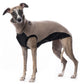 Outdoor jumper (Tecnostretch + Tecnowool) - DG Doggear