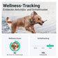 Dog XL GPS Tracker - Tractive 