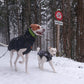 Zoran Sport - Sofadogwear