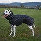 Zoran Sport - Sofadogwear